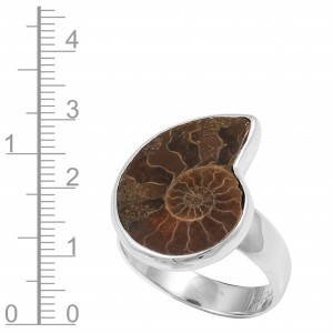 Ammonite Ring
