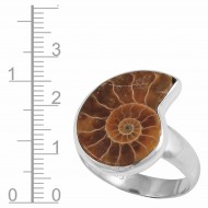 Ammonite Ring