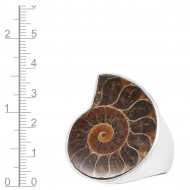 Ammonite Ring