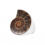 Ammonite Ring