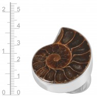 Ammonite Ring